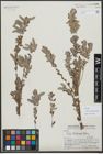 Foto von Salix variegata Franch.